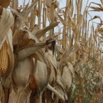 România poate exporta anul acesta 12 milioane tone de cereale